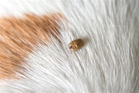 Dried Dead Tick on Dog: How to Remove It & What to Do (With FAQs)