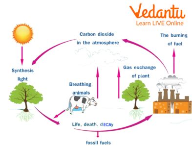 Simple Images Of Carbon Cycle Diagrams - Infoupdate.org