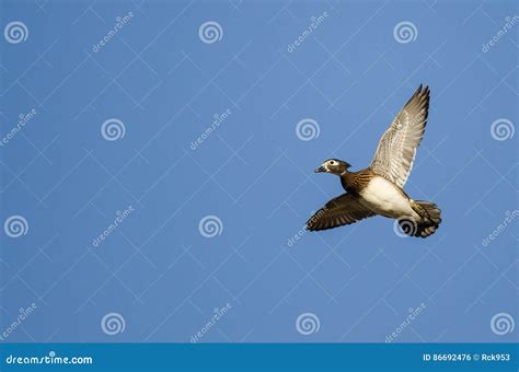 Female Wood Duck Flying in a Blue Sky Stock Photo - Image of wood, blue ...