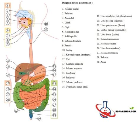 Pengertian Sistem Pencernaan Pada Manusia - IMAGESEE