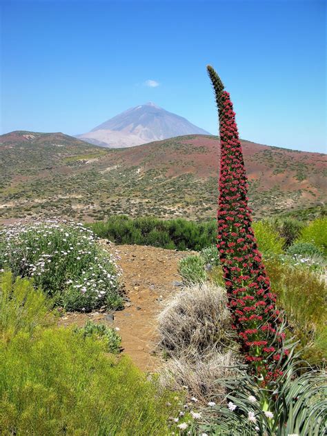 High functional diversity of island plants - Mapping Ignorance