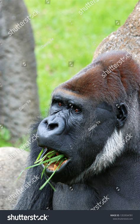 Mouth Open Gorilla: Over 149 Royalty-Free Licensable Stock Photos ...