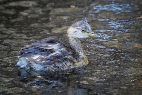 Australasian Grebe in Non-breeding Plumage Stock Photo - Image of swimming, nesting: 171108170