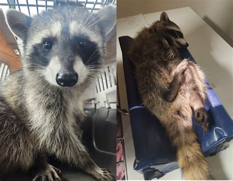 Raccoon, stuck in tree with illegal trap on paw, rescued by humane agents - Pet Rescue Report