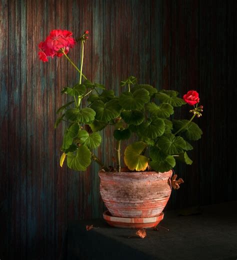 Premium Photo | Still life with geraniums. vintage