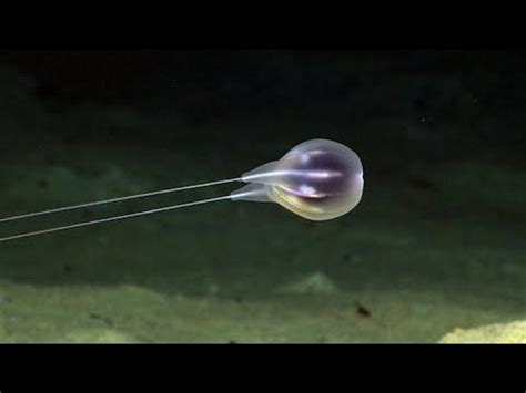 Scientists confirm entirely new species of gelatinous blob from the deep, dark sea - Nexus Newsfeed