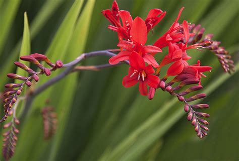 Shop Crocosmia, Lucifer and other Seeds at Harvesting History