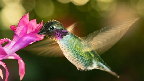 Hummingbird Anatomy 101 - HummingbirdHobbyist