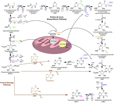 Nucleotide Metabolism Purine Biosynthesis 1 Up To Imp