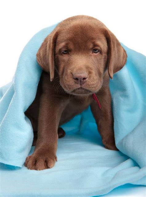 Chocolate Lab Names Your Male Or Female Lab Will Love