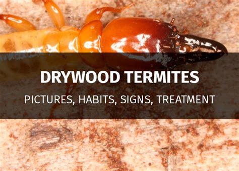 Drywood Termites: Signs, Damage, Prevention & Treatment Cost | PestsGuide