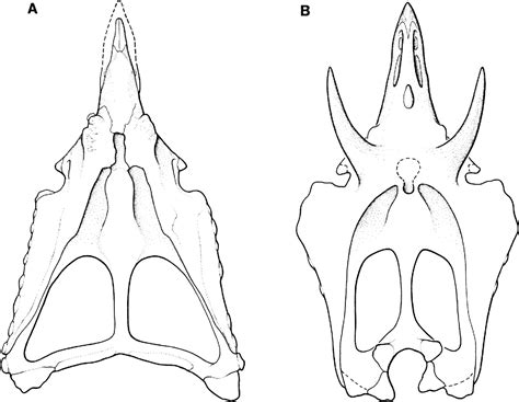 Anchiceratops Skull