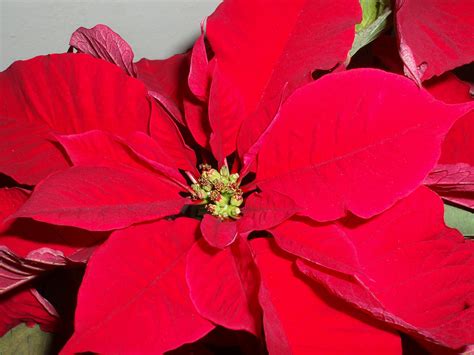 Photo of poinsettia | Free christmas images