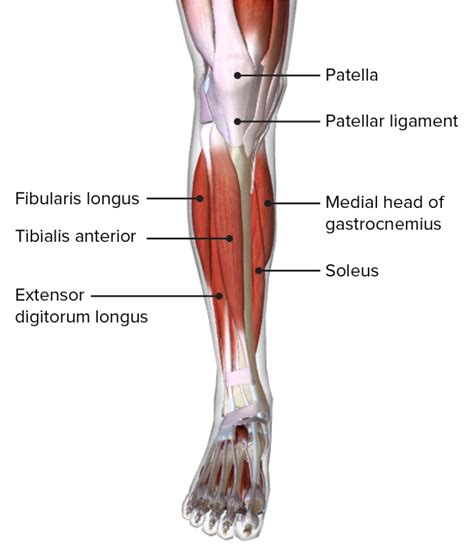 Leg: Anatomy | Concise Medical Knowledge