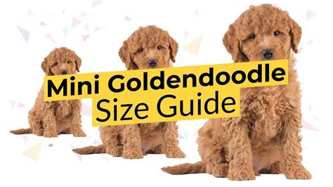 Mini Goldendoodle Size Guide 🔴 2022 🔴 Teacup, Toy, or Mini? 🐶 - YouTube