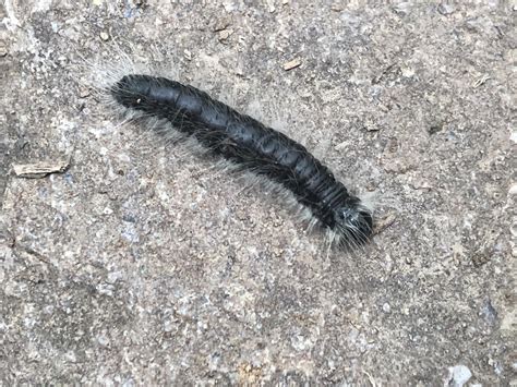 Maryland Biodiversity Project - Walnut Caterpillar Moth (Datana integerrima)