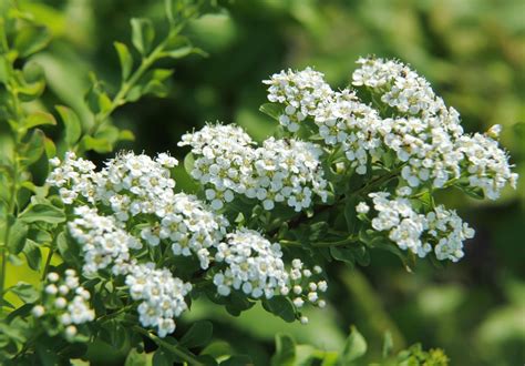 Cutting Back Spirea – How To Prune Spirea Shrubs In The Garden