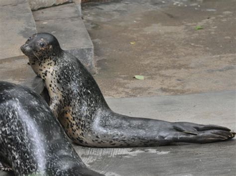 The animals at Hangzhou Zoo in Hangzhou, China