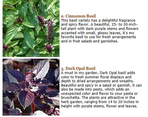 10 Varieties of Basil and Their Uses - Fresh from the Gardens