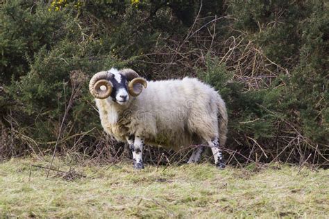 A Large Ram with Twisted Horns Grazing on Winter Pasture in the Rugged ...