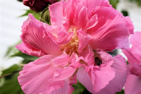 Confederate Rose -20 Seeds -Hibiscus mutabilis- Pink Flower Tree ...