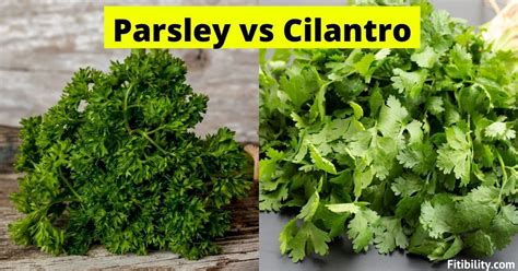 Cilantro vs Parsley: Key Differences and How to Use - Fitibility