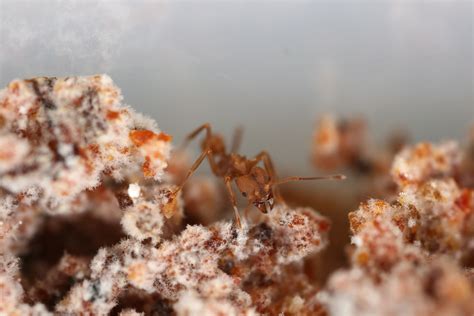 Research points to possible fungal control for leaf-cutter ants