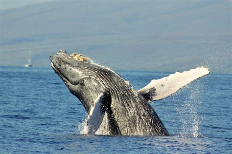 Our Maui whale watching tours specialize in small groups stepping off ...