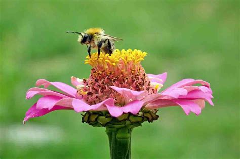 The creation of artificial bees can ensure pollination in the future