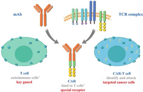 Structure of CAR-T cells | Download Scientific Diagram