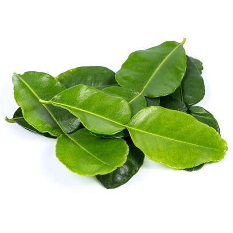 kaffir lime leaf / ใบมะกรูด | Kaffir lime, Kaffir lime leaves, Curry leaves