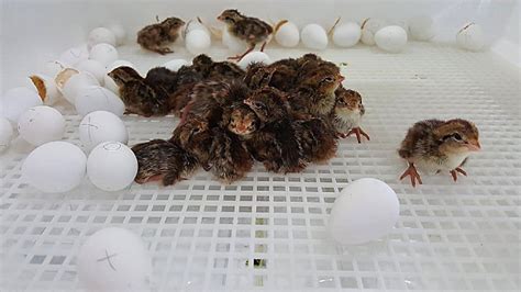 Incubating Quail Eggs Days 21- 24 | N.C. Cooperative Extension