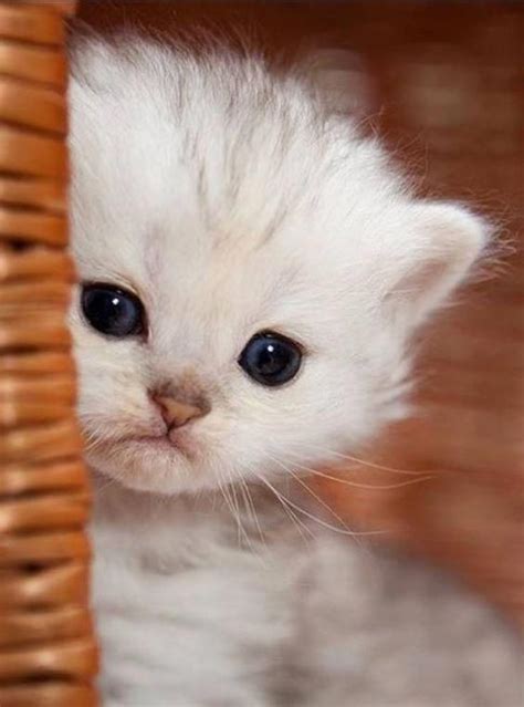 #cutestcatsandkittensever | Kittens cutest, Cute baby animals, Baby animals