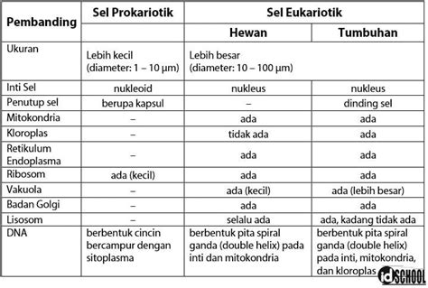 Perbedaan Sel Prokariotik dan Eukariotik – idschool.net