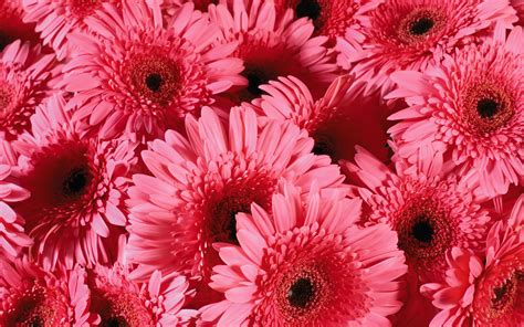 Download Flower Nature Gerbera HD Wallpaper