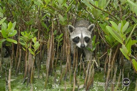 Pygmy Raccoon (Procyon pygmaeus) Critically endangered, Cozumel Island, Mexico. | Carnivoros