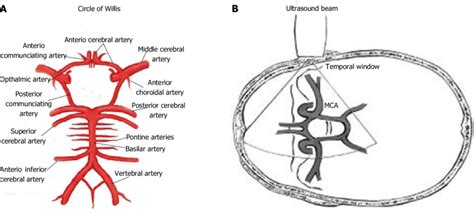 Circle of Willis and Ultrasonographic study by transcranial Doppler... | Download Scientific Diagram