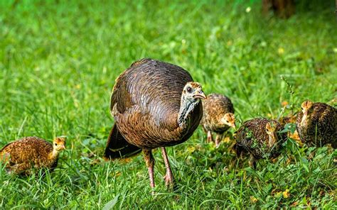 What's Causing Poor Hatches of Turkey Poults? - Realtree Camo