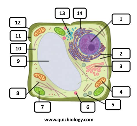 Plant Cell Structure, Structure And Function, Organelles, Cell Biology ...