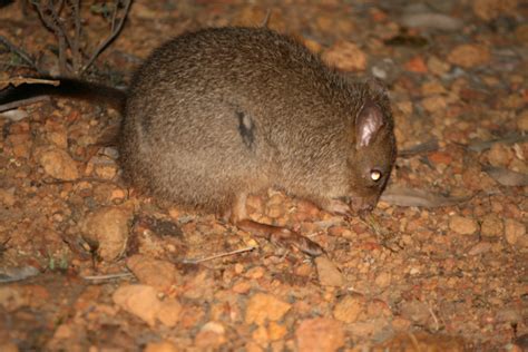 Woylie l Impressive But Extremely Rare Marsupial - Our Breathing Planet