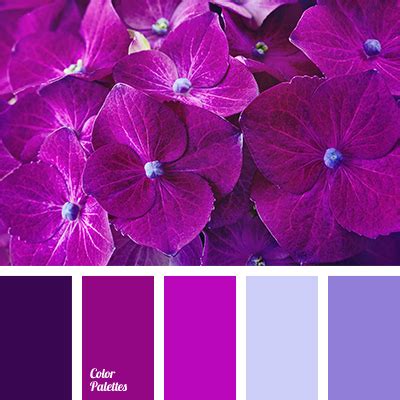 color of purple orchids | Color Palette Ideas