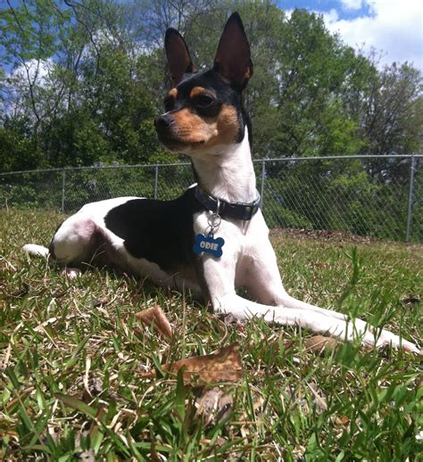 Handsome ratcha, Odie, rat terrier/chihuahua mix. My baby! Rat Cha, Rat ...