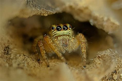 How to set up a Jumping Spider Habitat | Jumping Spidey