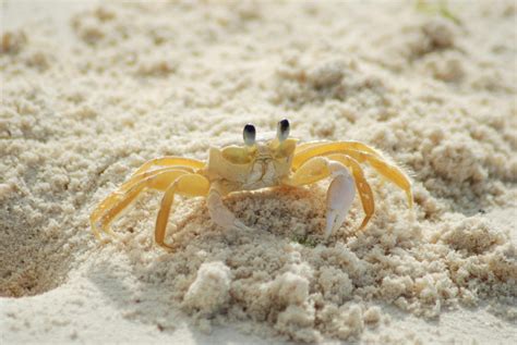 Yellow and White Crab on White Sand Beach during Daytime · Free Stock Photo