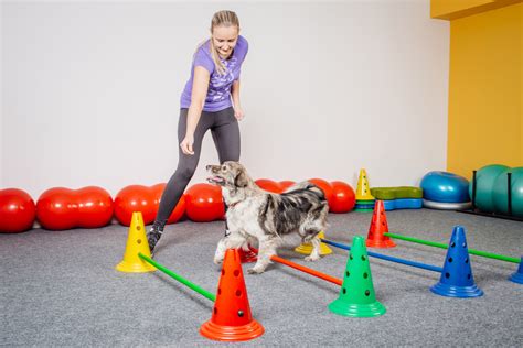 Size Matters With Dog Training | Unleash Fido