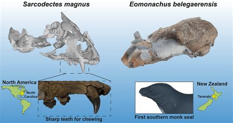 Seal fossil discoveries offer a window into the past, and a warning ...