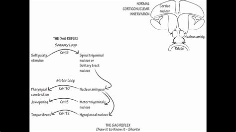 Cough Reflex Pathway - Herbs and Food Recipes