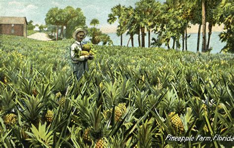 A Pineapple Farm in Florida | ClipPix ETC: Educational Photos for Students and Teachers