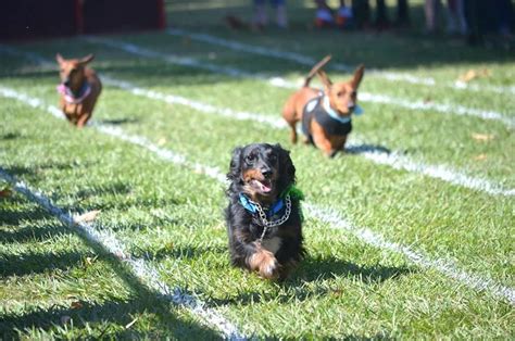 Moose the Weiner Dog Wins the Race | The Buzz Magazines