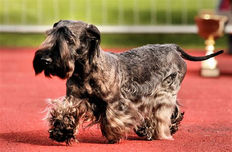 Cesky Terrier walking on the dog show photo and wallpaper. Beautiful ...